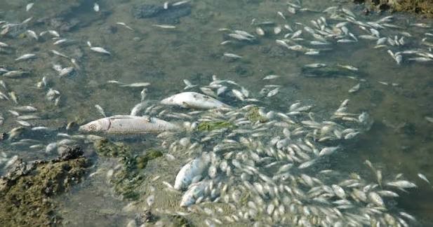 Εύβοια: Τρόμος για ψαροντουφεκάδες – Καταγγέλλουν ότι έπεσαν δυναμίτες στη θάλασσα ενώ βρίσκονταν στον βυθό (Video)