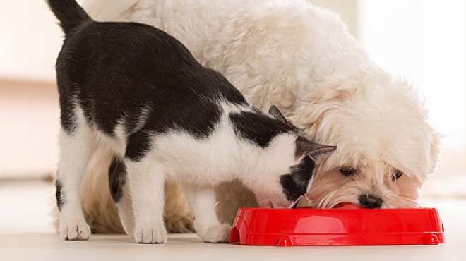 Τα κατοικίδια μολύνονται από κορωνοϊό αλλά δε νοσούν σοβαρά
