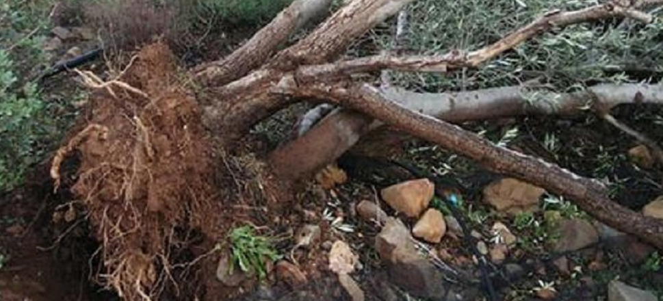 Συναγερμός στην Πυροσβεστική τη νύχτα λόγω κακοκαιρίας – Πτώση δέντρων και πλημμύρες