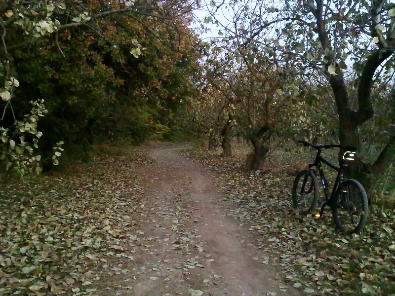 Μυστήριο με ανθρώπινο σκελετό που βρέθηκε σε δάσος στις Σέρρες