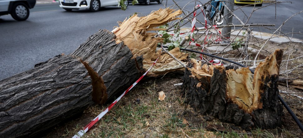 Πτώση δέντρου πάνω σε πολυκατοικία