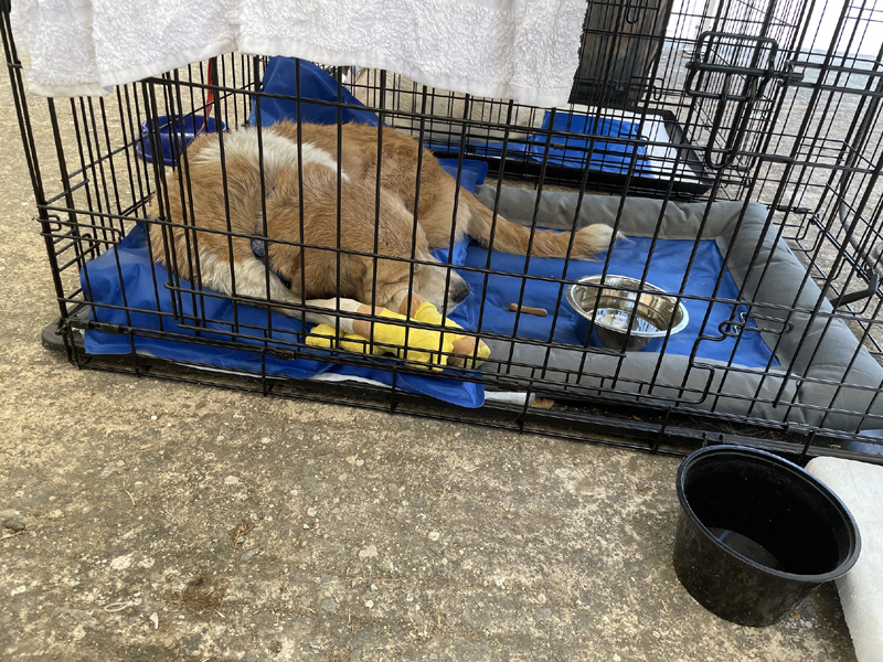 Δράσεις στήριξης για τις ανάγκες των πυρόπληκτων ζώων από την Περιφέρεια Αττικής