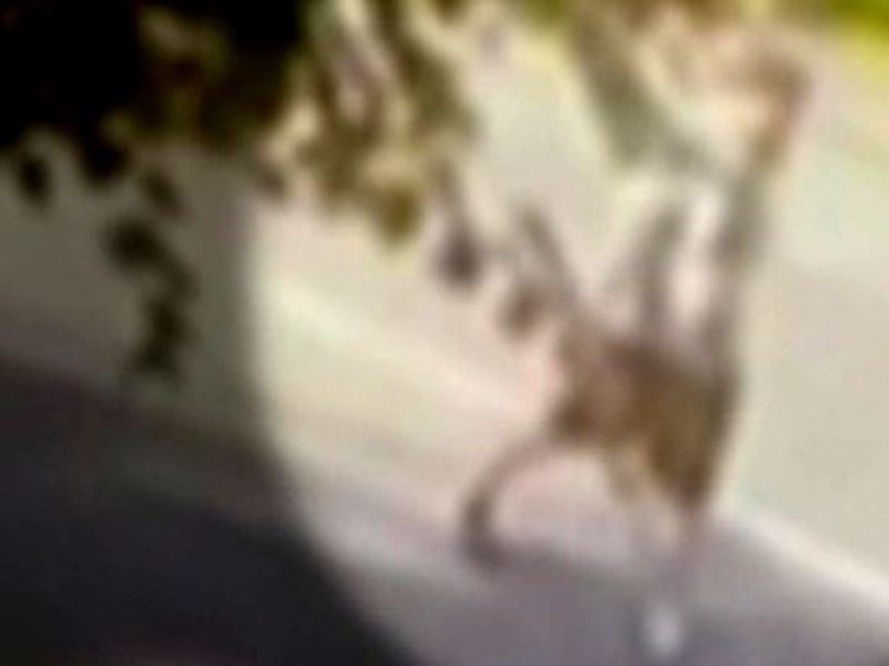 Βίντεο με τον μακελάρη του Πλίμουθ την ώρα της επίθεσης!