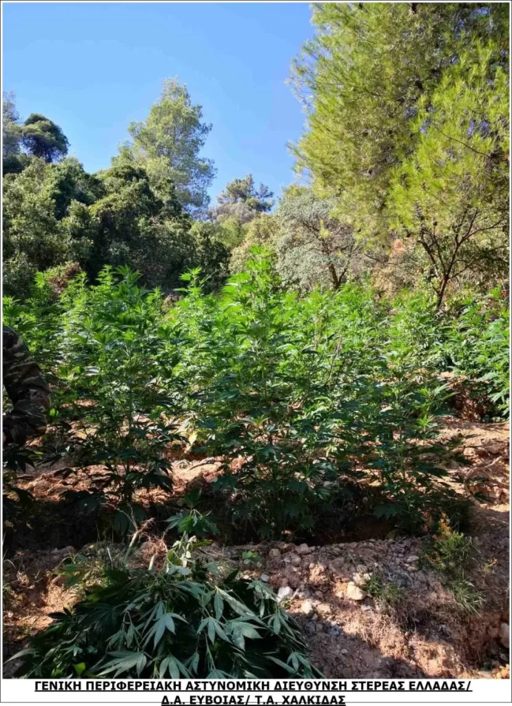 Τεράστια χασισοφυτεία με 2.225 δενδρύλλια σε χαράδρα της Βοιωτίας (φωτο)