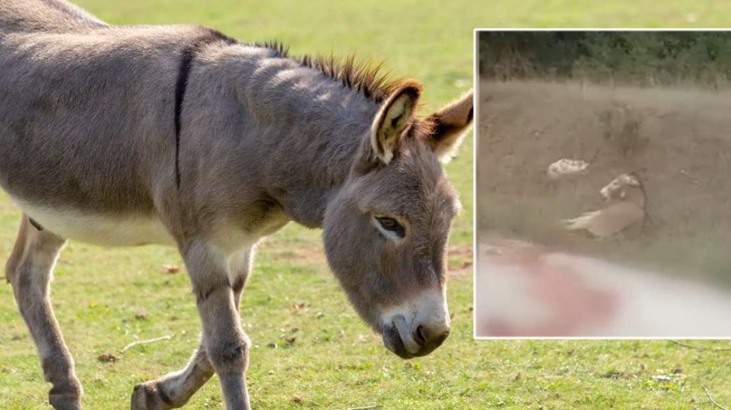 Ιωάννινα: Οδηγείται σε ευθανασία το γαϊδουράκι που το έσυρε με την καρότσα ο αντιδήμαρχος Ζίτσας