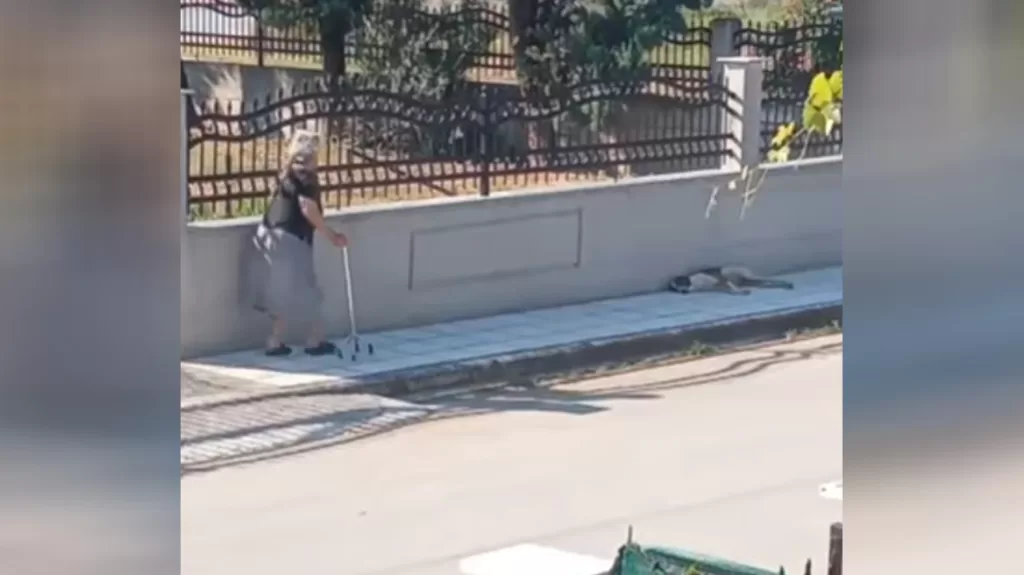 Θεσσαλονίκη: Ηλικιωμένη τα βάζει με εξουθενωμένο σκυλάκι και το χτυπάει με το μπαστούνι της (βίντεο)