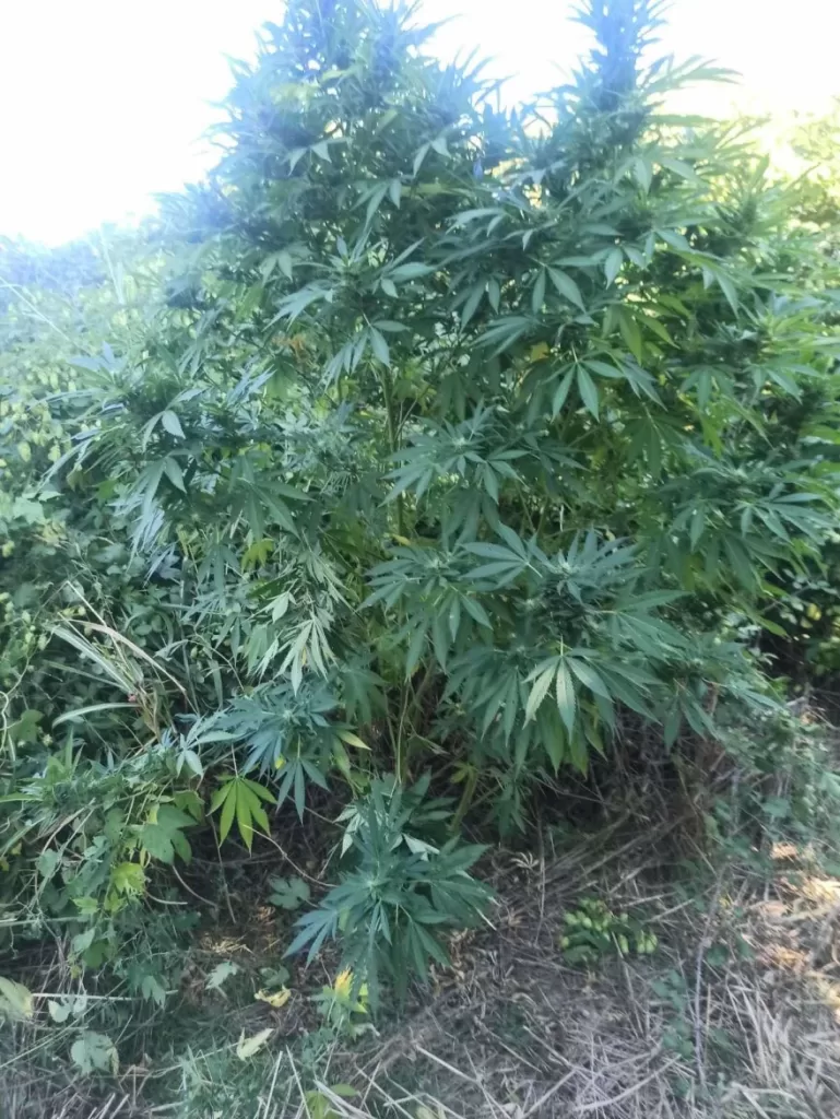 Τα λαγωνικά της ΕΛ.ΑΣ «Άνκω» και «Roxy» ξετρύπωσαν ναρκωτικά σε Χίο και Σέρρες