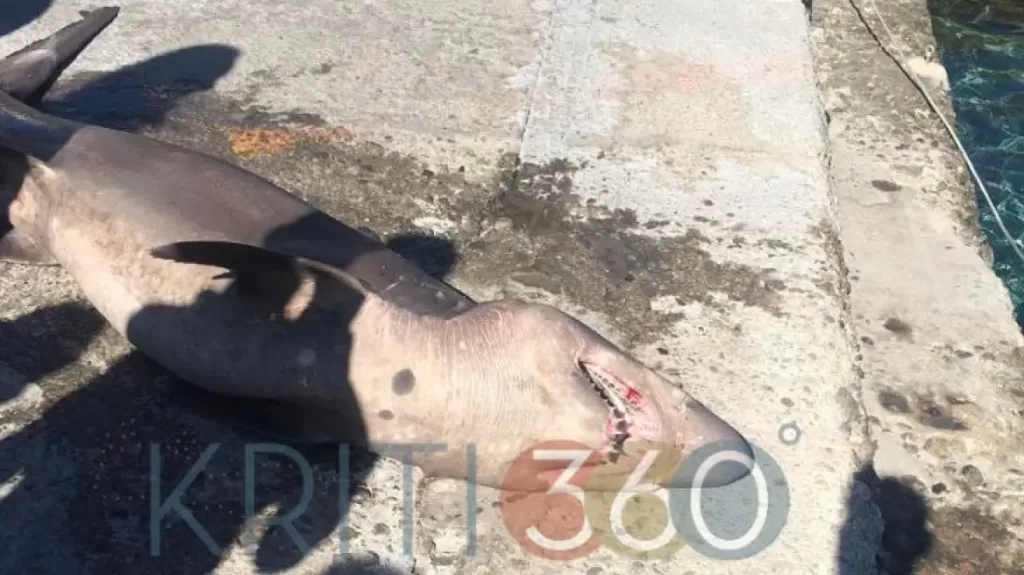 Χανιά: Ψάρεψαν καρχαρία άνω των δύο μέτρων (φωτο)