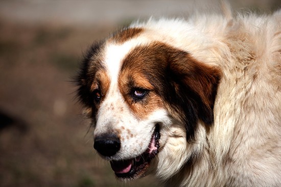 Ηλικιωμένος στην Πάτρα έσερνε με το αμάξι τον σκύλο του για 1,5 χιλιόμετρο – «Το πήγαινα στον κτηνίατρο», δικαιολογήθηκε στον ανακριτή