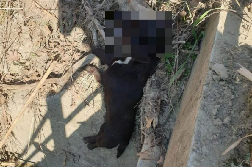 Φρίκη στην Ηλεία: Έδεσαν σκύλο σε γέφυρα και το έπνιξαν βασανιστικά (ΣΚΛΗΡΕΣ ΕΙΚΟΝΕΣ)