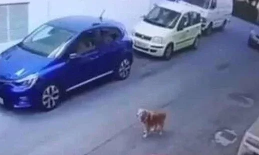 Κρήτη: Στο κρατητήριο θα περάσει το Πάσχα η 63χρονη που πάτησε σκύλο με το αυτοκίνητό της