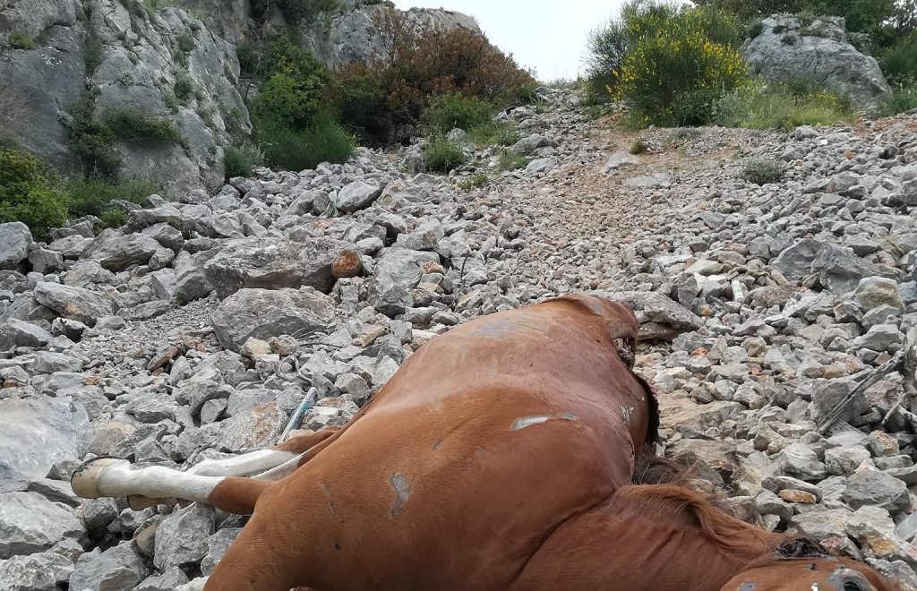 Σοκάρουν οι εικόνες με τα νεκρά άλογα στη Δυτική Πάρνηθα – Τα πέταξαν ζωντανά στον γκρεμό;