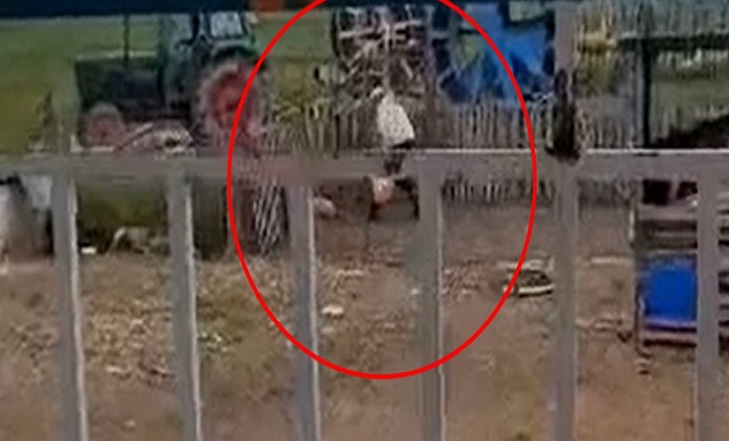 Συνελήφθη ο 87χρονος που ξυλοκοπούσε τον σκύλο! Τι ισχυρίστηκε