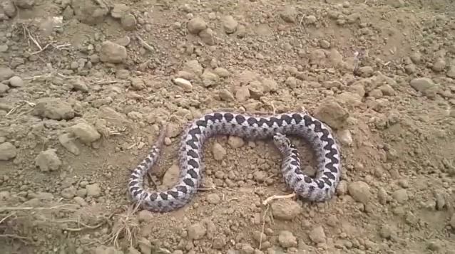 Κυριολεκτικά τους έζωσαν τα φίδια στη Θεσσαλονίκη! Τι λένε οι ειδικοί!