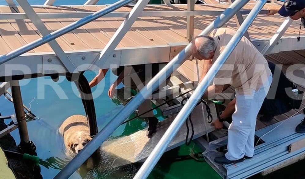 Άνδρας κλώτσησε σκύλο και τον πέταξε στην θάλασσα στην Καβάλα