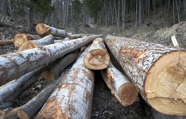 Σπερχειάδα: Άγρια επίθεση σε δασοφύλακα από ένοπλο λαθροϋλοτόμο – Στο νοσοκομείο σοβαρά τραυματισμένο το θύμα