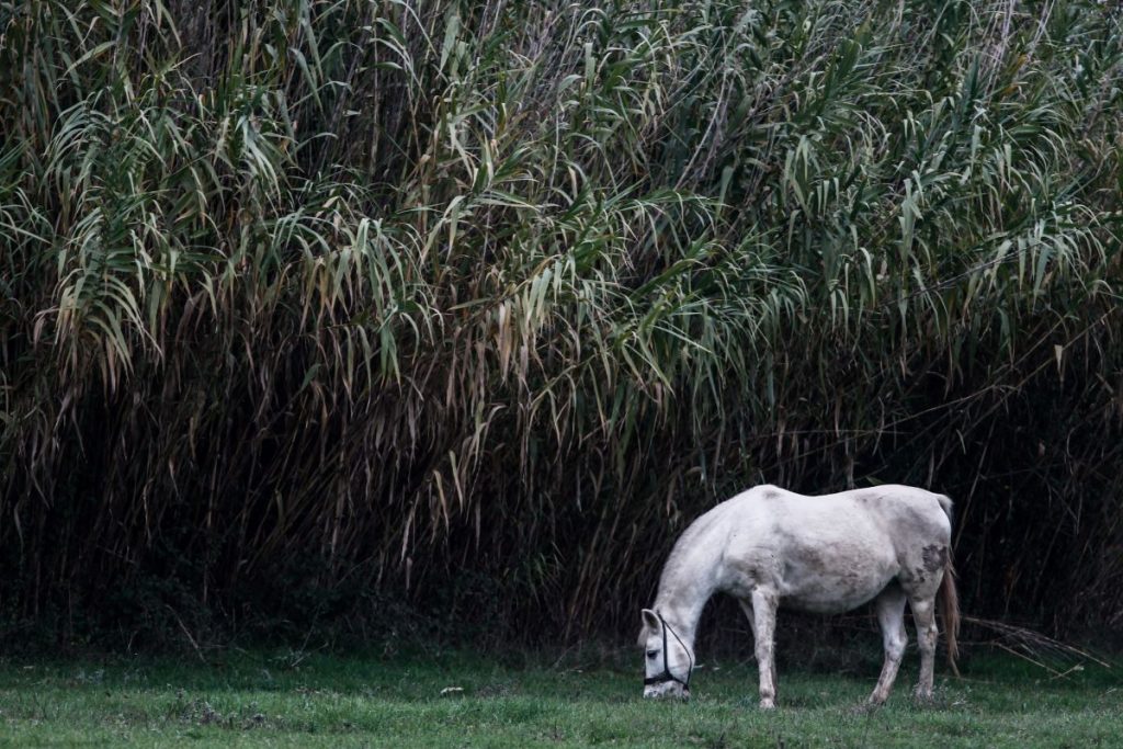 Η καθημερινότητα των ιπποειδών στην Ελλάδα – Παστούρωμα, εργασία στον ήλιο, μαζικές γέννες, εγκατάλειψη