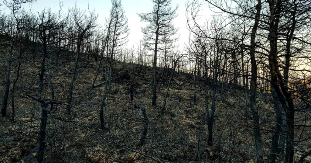Πάρνηθα: Θρίλερ με τον εντοπισμό καμένου κρανίου στη Φυλή