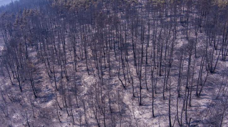 Έβρος: Στάχτη έχουν γίνει πάνω από 935.000 στρέμματα