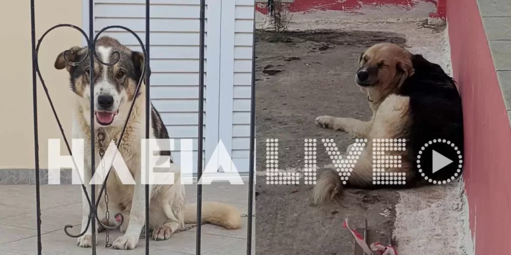 Φρίκη με περιστατικά κτηνοβασίας στην Αμαλιάδα – Έπιασε επ΄ αυτοφώρω το δράστη πάνω στο σκύλο της