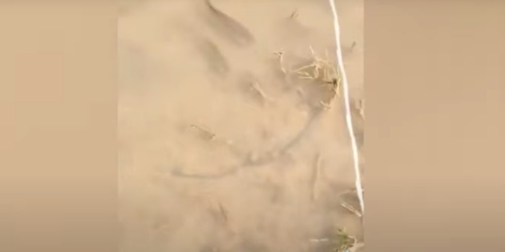 Aπίστευτο βίντεο: Ψάρια κολυμπούν στα πεζοδρόμια της Γιάννουλης μετά την κακοκαιρία Daniel