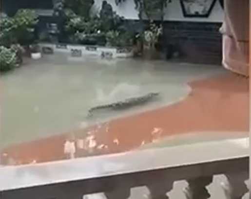 Κίνα: 70 κροκόδειλοι το έσκασαν από εκτροφείο – «Μείνετε σπίτια σας» λένε οι αρχές (βίντεο)