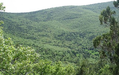 Φλώρινα: Σώοι εντοπίστηκαν δύο νεαροί που χάθηκαν στο δάσος