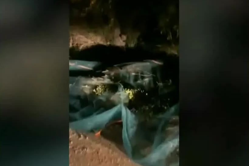 Είχαν απλώσει μουσαμάδες και έκλεβαν ελιές από χωράφι στις 12 τα μεσάνυχτα στην Εύβοια! (ΒΙΝΤΕΟ)