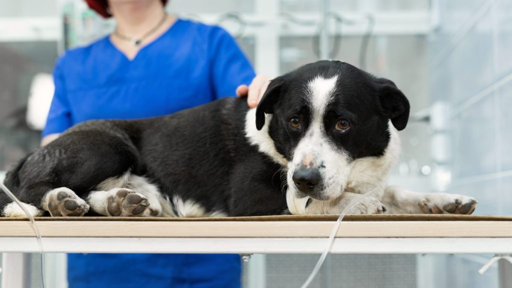 Πυροβόλησαν και σκότωσαν σκύλο σε αυλή σπιτιού στη Ζάκυνθο – Αναζητείται ο δράστης