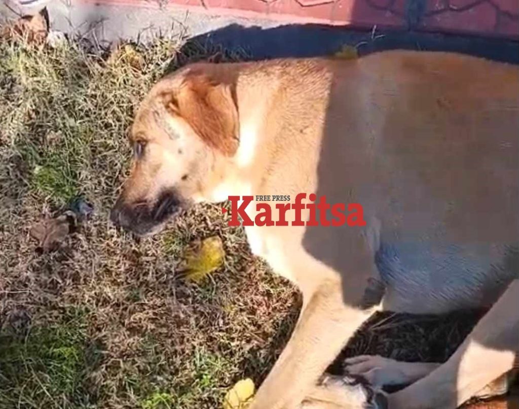 Αδιανόητο περιστατικό στη Θέρμη: 50χρονος επιτέθηκε με μαχαίρι σε αδέσποτα – Τραυμάτισε ένα (ΦΩΤΟ+Video)