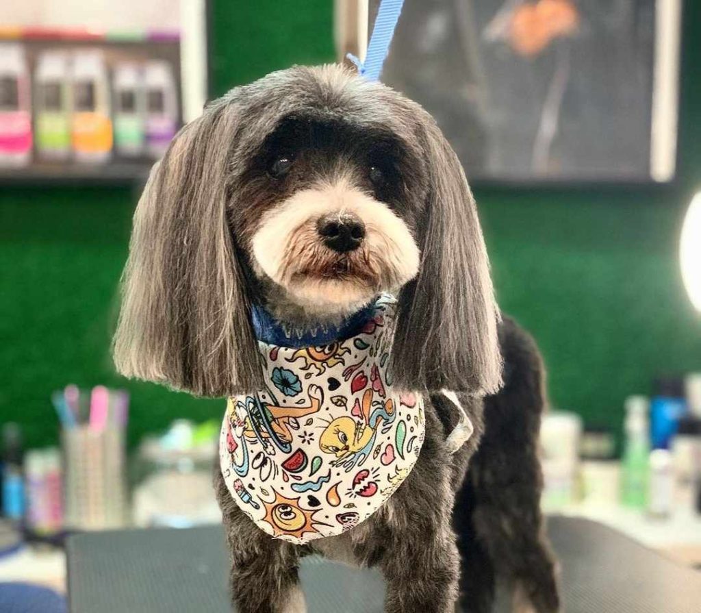 Θεσσαλονίκη: Πρόσω ολοταχώς στα pet grooming salons για κουρέματα και χτενίσματα σκύλων – Τα πιο περίτεχνα σχέδια
