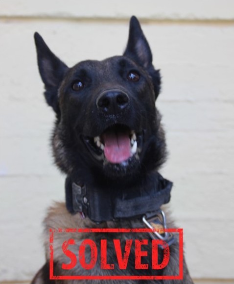 Αυτός είναι ο σκύλος που εντόπισε το πτώμα του Μπάμπη στον βάλτο