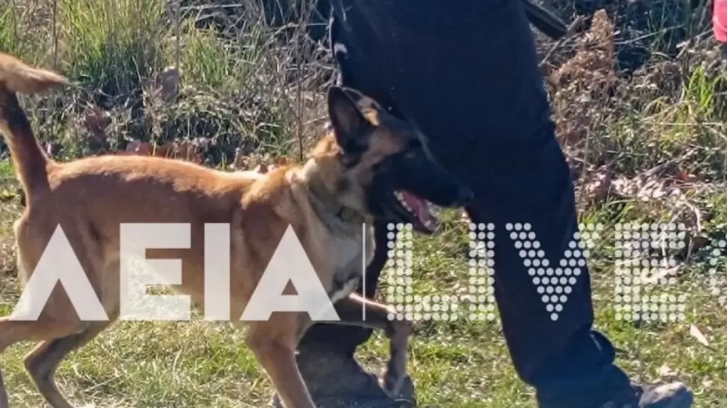 Τρεις ειδικά εκπαιδευμένοι σκύλοι στην αναζήτηση του 45χρονου που παρασύρθηκε από χείμαρρο στην Ηλεία