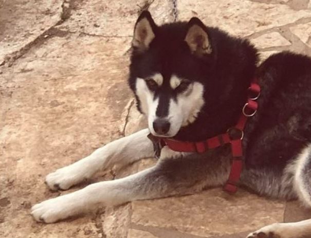 Ιδιοκτήτης του χάσκι Όλιβερ: Να βρεθεί ο κακοποιητής του σκύλου μου