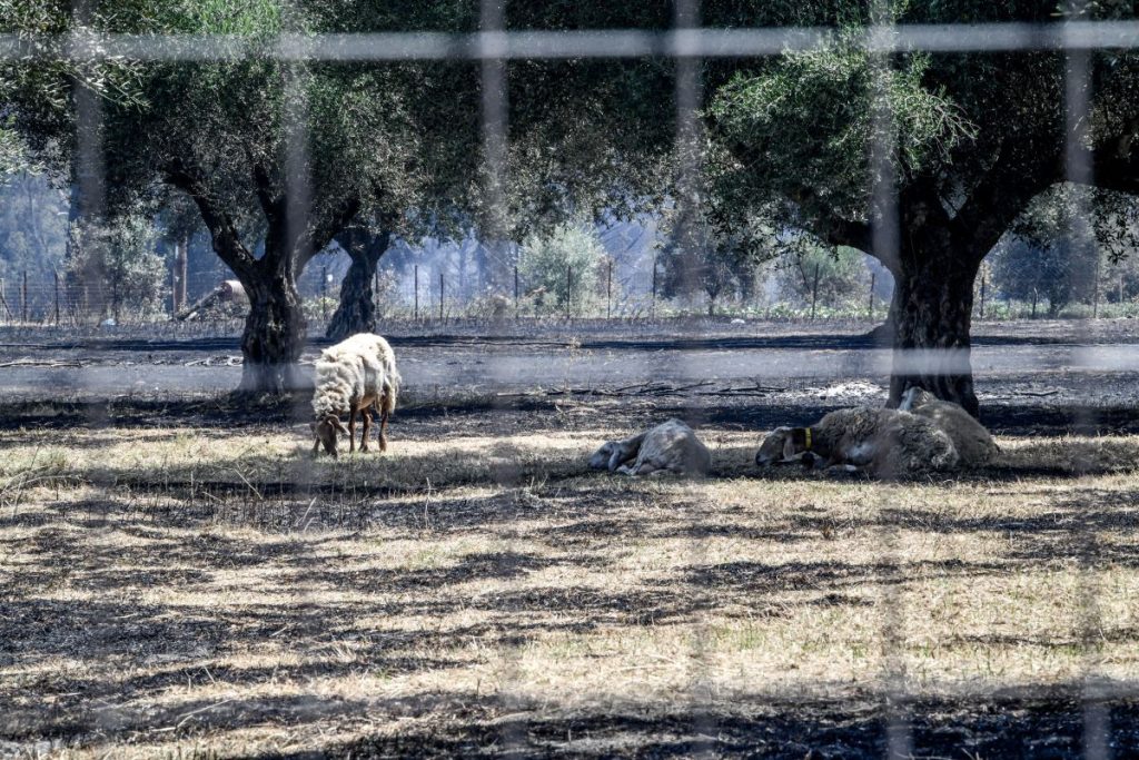 Υπό έλεγχο πυρκαγιές σε Λακωνία, Τζουμέρκα και Πιερία