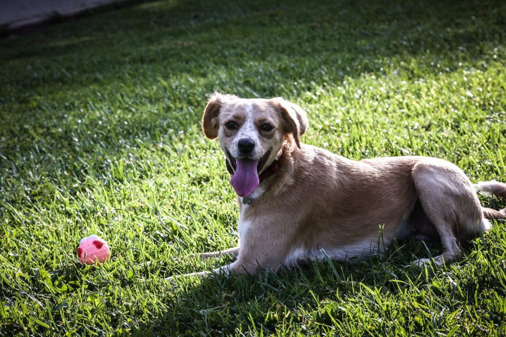 Δύο άτομα στο αυτόφωρο για τις ακαθαρσίες ενός σκύλου