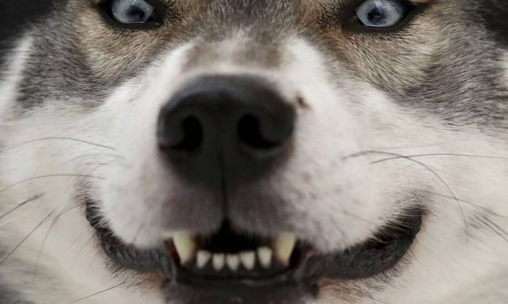 Βόλος: 25χρονος βρέθηκε σοβαρά τραυματισμένος από άγρια επίθεση αγέλης αδέσποτων σκύλων