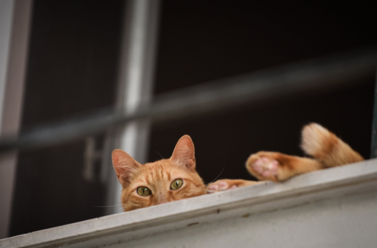 Λάρισα: Συνελήφθη 78χρονος που σκότωσε γάτο – Του επιβλήθηκε και πρόστιμο