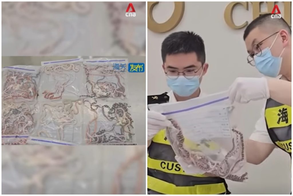 Κίνα: Άνδρας προσπάθησε να περάσει λαθραία… φίδια (ΒΙΝΤΕΟ)