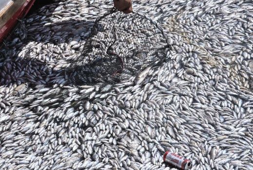 Χάθηκε ο τουρισμός στον Βόλο λόγω των νεκρών ψαριών (video)