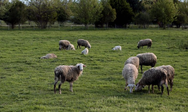 Νέα κρούσματα πανώλης στην Κρήτη