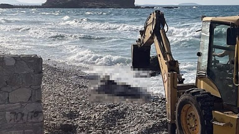 Νεκρή αγελάδα στη Νάξο (video)