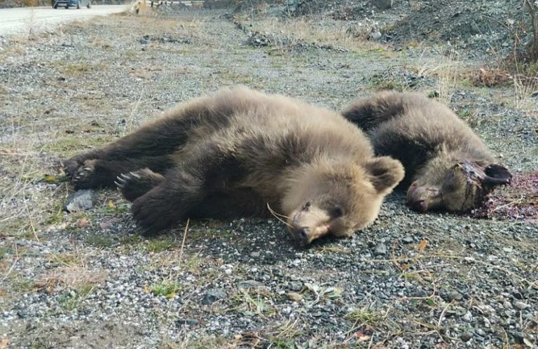 Φλώρινα: Νεκρά δύο αρκουδάκια που χτυπήθηκαν από αυτοκίνητο