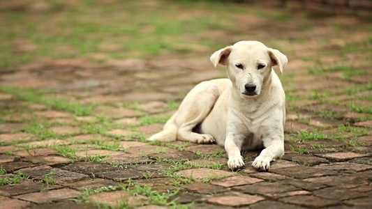 Ένας 69χρονος πυροβόλησε και σκότωσε αδέσποτο σκύλο στη Κεφαλονιά
