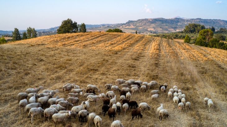 Καθαρή η Δυτική Αττική από την πανώλης στα αιγοπρόβατα