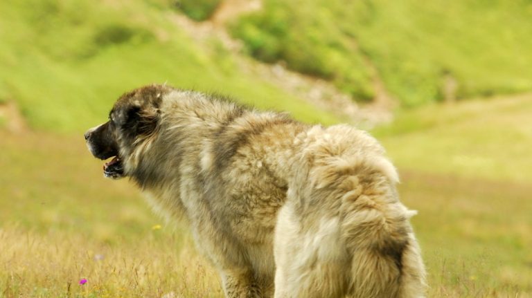 Σοκ από τη μαζική δηλητηρίαση σκύλων στην Κρήτη (photos)