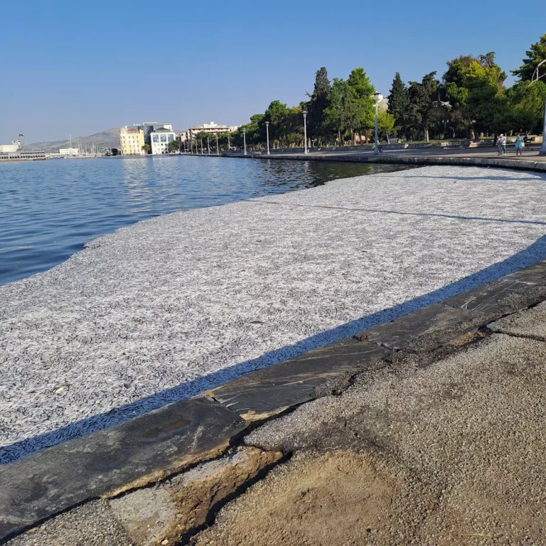 Μηνύσεις κατά παντός υπευθύνου για τα νεκρά ψάρια στο Βόλο (VIDEO)