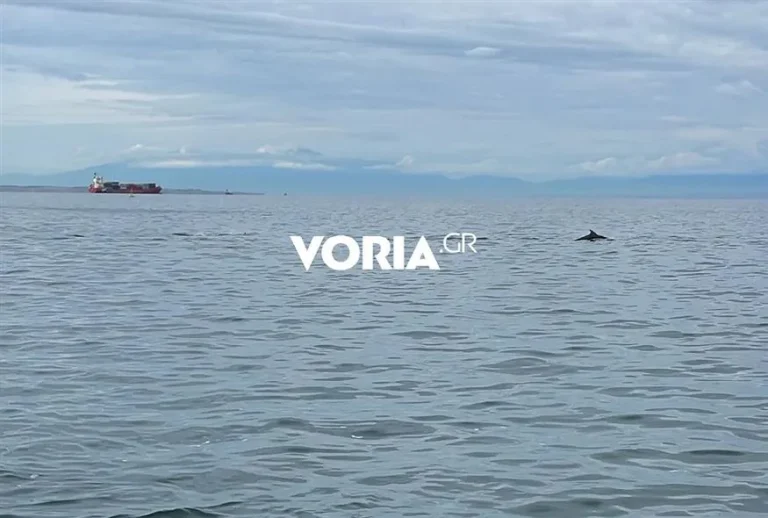 Έμειναν με το στόμα ανοιχτό στη Θεσσαλονίκη: Δελφίνια κολυμπούσαν στα νερά του Θερμαϊκού (VIDEO)