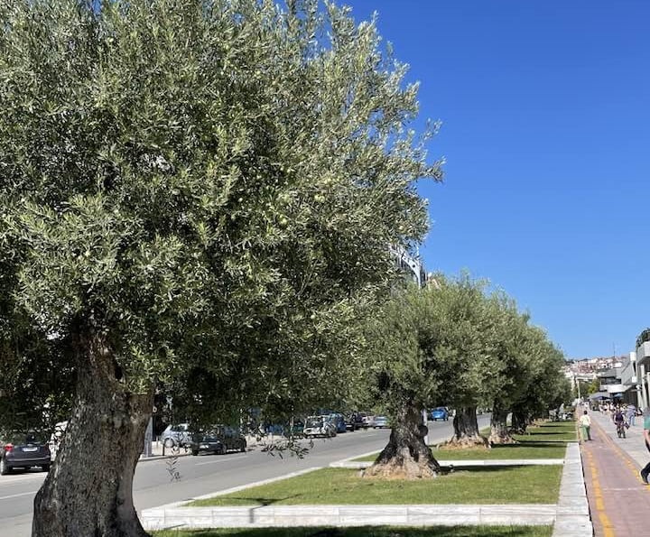 Πήρε σκάλα και μάζευε τις ελιές στο κέντρο της Θεσσαλονίκης (PHOTO)