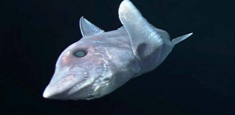 Νέο είδος «καρχαρία-φάντασμα» εντοπίστηκε κοντά στη Νέα Ζηλανδια